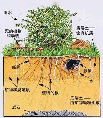 雨水被土壤吸收过程图示